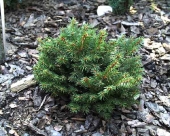 Picea abies 'Barryi' 